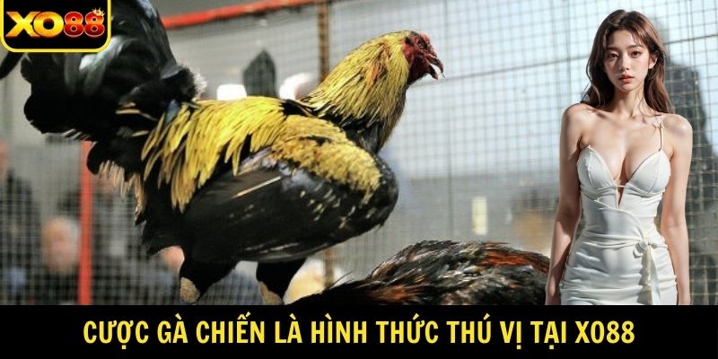 Cược gà chiến là hình thức thú vị tại XO88