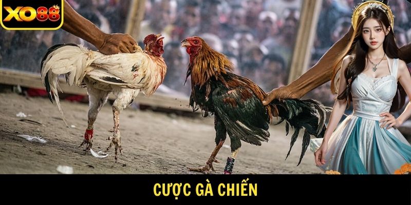 cược gà chiến