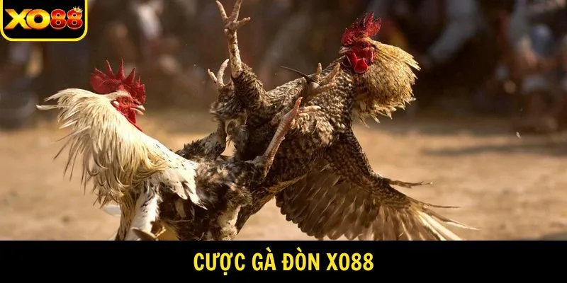 cược gà đòn
