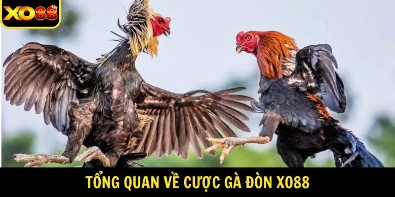 Tổng quan đôi nét về cược gà đòn