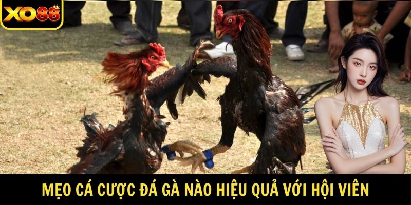 Mẹo cá cược đá gà nào hiệu quả với hội viên