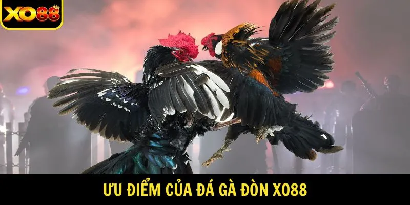 Lý do đá gà đòn XO88 được yêu thích